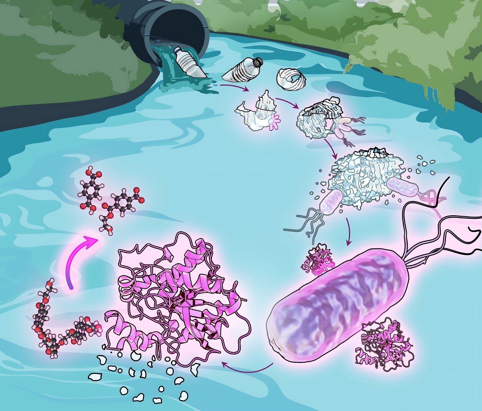 Degradation mechanisms of plastics to nanoplastics and bioavailable carbons by wastewater bacteria // Credit: Aristilde Lab