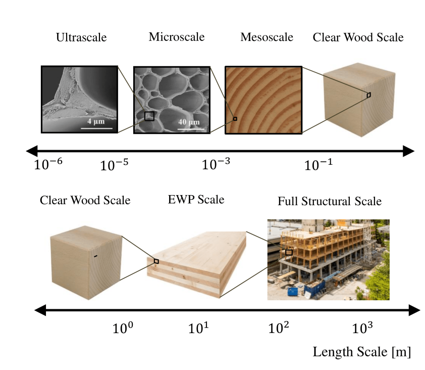 Multiscale description of wood and timber: from wood cellular internal structure to buildings. (Credits: G. Cusatis)