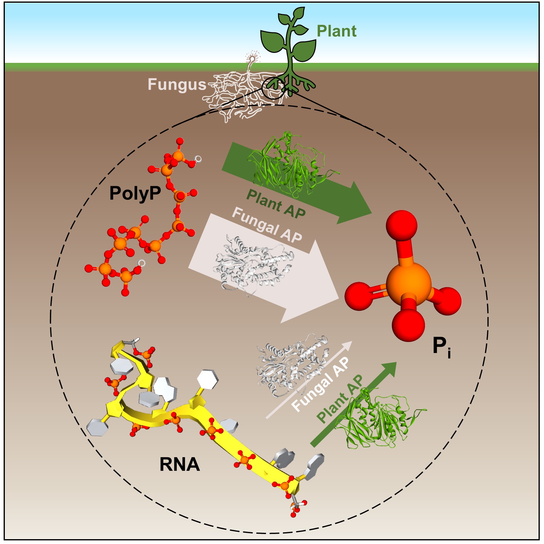 Recycling of phosphorus from biopolymers by enzymes secreted by plants and fungi // Credit: Aristilde Lab