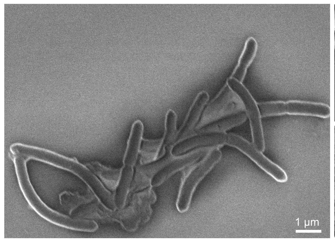 Vegetative state of a bacillus species from a microbial community exposed to painted drywall. (Credit: Hartmann Lab)