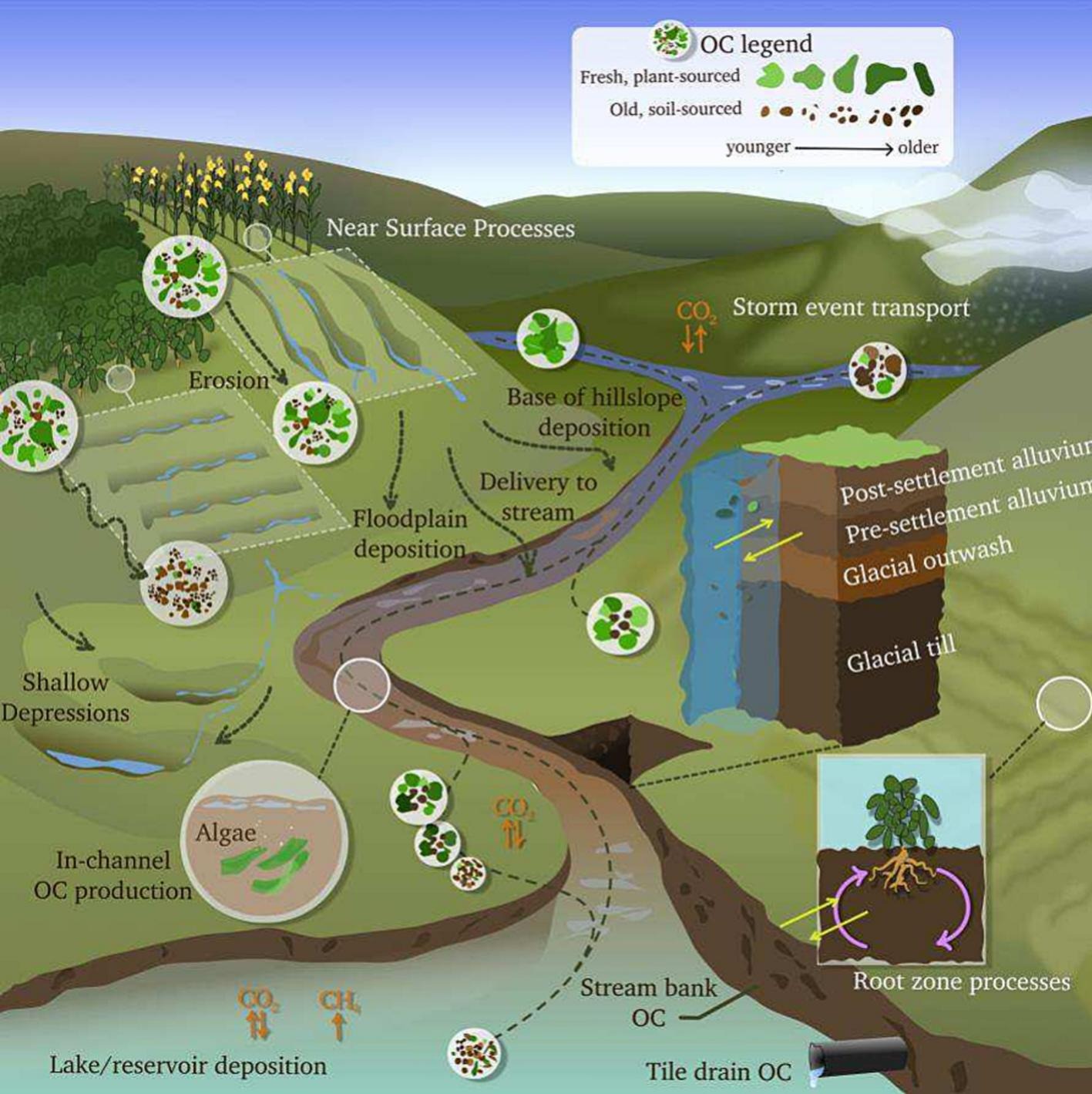 Biophysical processes in the fate of organic carbons in a watershed // Credit: Blair Lab