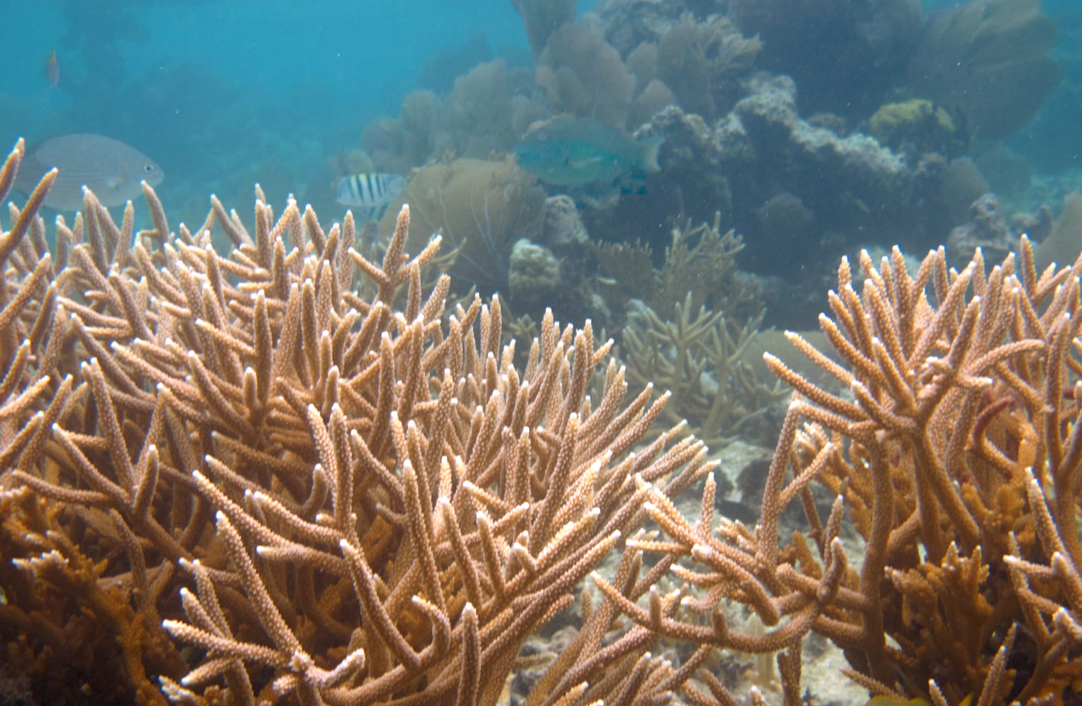 Healthy but endangered staghorn coral, Acropora cervicornis, in Belize // Credit: Marcelino Lab