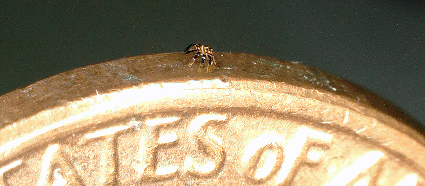 worlds smallest spider