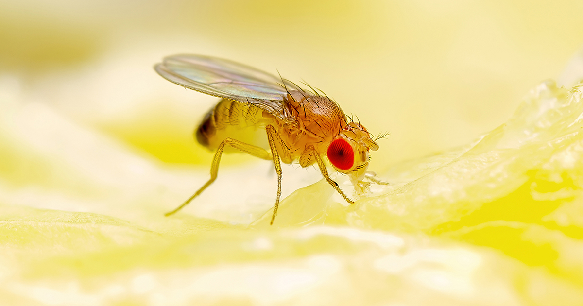 Study of fruit flies finds hunger causes brain changes that slow
