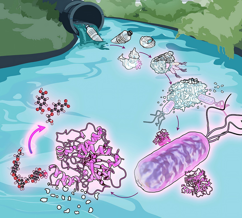 This illustration shows Comamonas bacteria in wastewater.