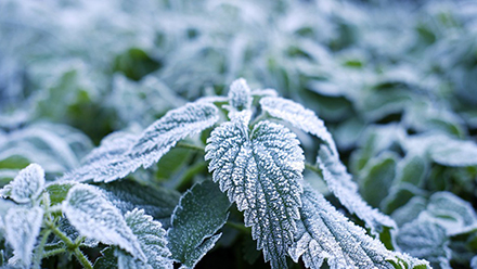 Frosted leaf