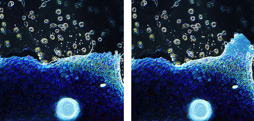 The image shows a conductive scaffold that is functionalized with PEDOT conductive polymer. Biological cells are shown above the material, with the different colors depicting modified cellular activity due to the changing cellular environment. | Image courtesy of Rebecca Keate