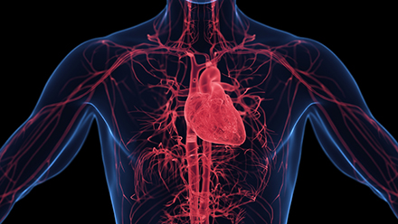 Respiratory system