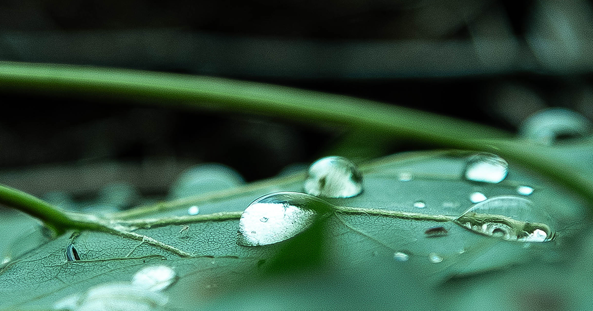 Like droplets forming on a surface, biomolecular condensates selectively assemble in different locations, a process Professor Krishna Shrinivas found could help cells classify molecular signals and make decisions.