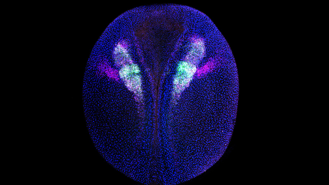 An embryo of a frog with highlighted cells emerging to form body structures unique to all vertebrate species.
